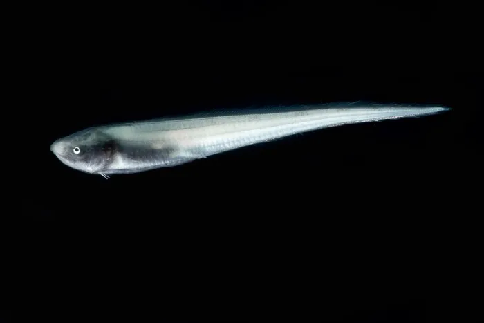 Gerahmter Druck : Kuskegel (Penopus microphthalmus) Gerahmter Druck : Kuskegel (Penopus microphthalmus)
