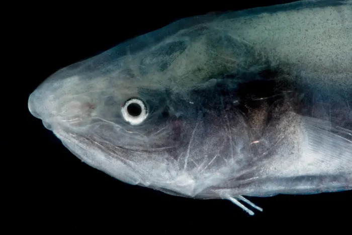 Gerahmter Druck : Kusk-Eel (Penopus microphthalmus) Gerahmter Druck : Kusk-Eel (Penopus microphthalmus)