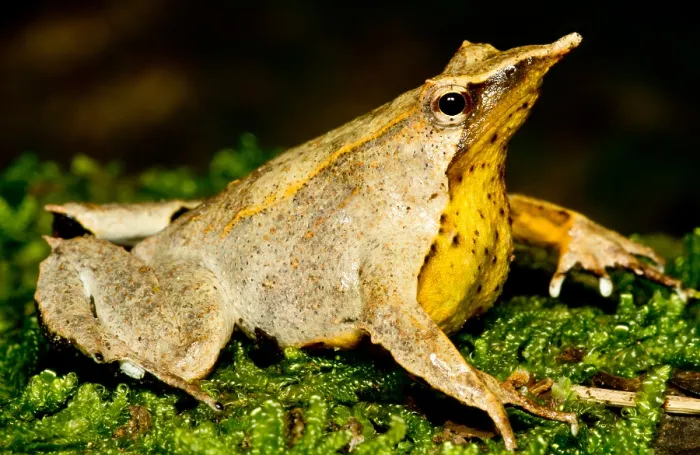 Gerahmter Druck : Darwins-Frosch