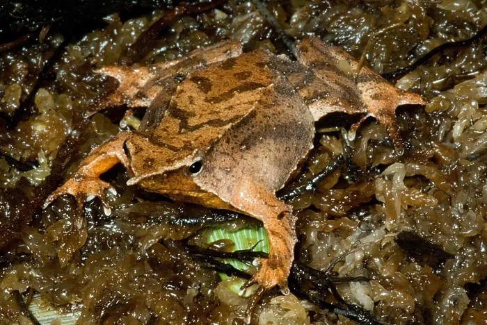 Gerahmter Druck : Darwins-Frosch Gerahmter Druck : Darwins-Frosch