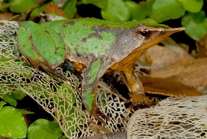Gerahmter Druck : Darwins-Frosch Gerahmter Druck : Darwins-Frosch