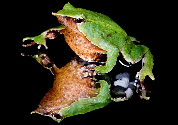 Gerahmter Druck : Darwins-Frosch Gerahmter Druck : Darwins-Frosch