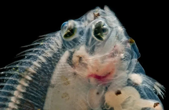 Gerahmter Druck : Tiefwasser-Dab