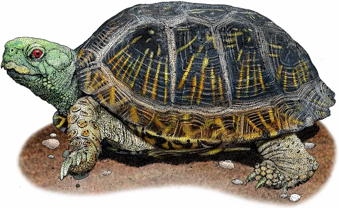 Gerahmter Druck : Wüsten-Box-Schildkröte