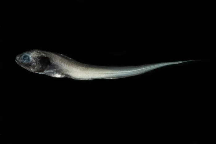 Gerahmter Druck : Digitater Cusk Eel (Dicrolene introniger) Gerahmter Druck : Digitater Cusk Eel (Dicrolene introniger)
