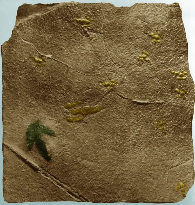 Gerahmter Druck : Dinosaurier-Spuren Gerahmter Druck : Dinosaurier-Spuren