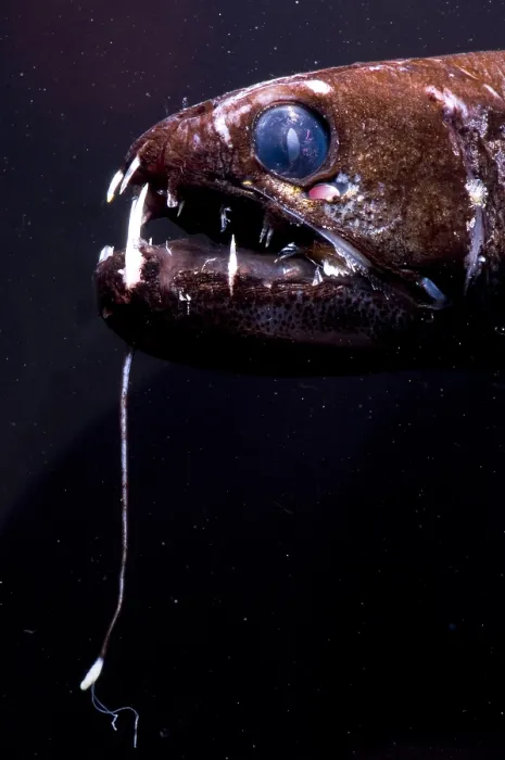 Gerahmter Druck : Dragonfish Gerahmter Druck : Dragonfish