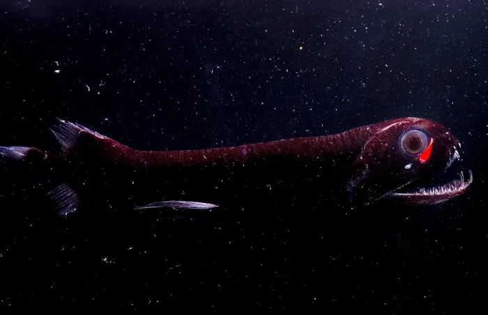 Gerahmter Druck : Dragonfish Gerahmter Druck : Dragonfish