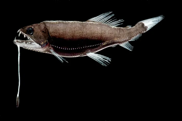 Gerahmter Druck : Dragonfish Gerahmter Druck : Dragonfish