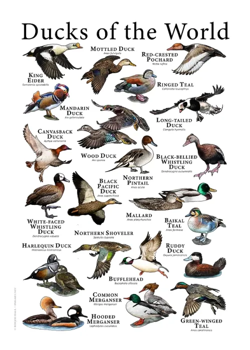 Gerahmter Druck : Enten der Welt