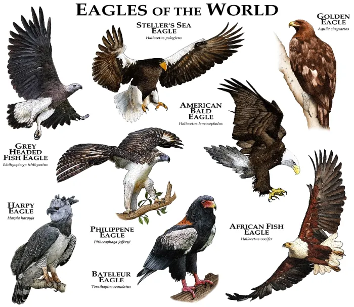 Gerahmter Druck : Vögel des Welt. Gerahmter Druck : Vögel des Welt.
