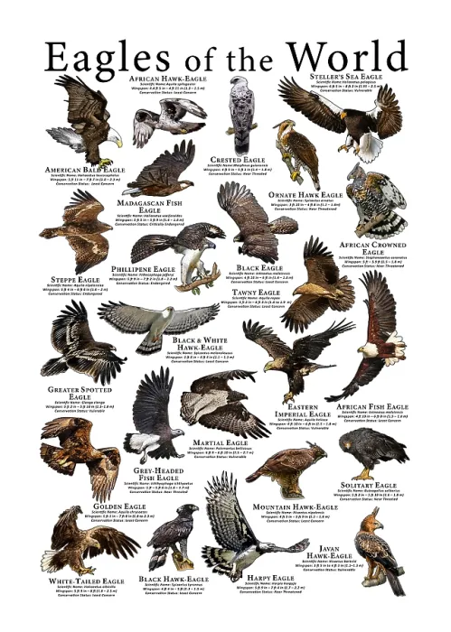 Gerahmter Druck : Vögel der Welt Poster Gerahmter Druck : Vögel der Welt Poster