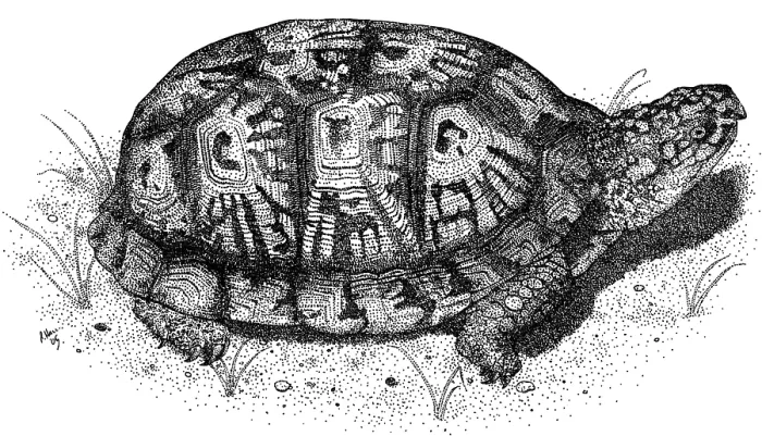 Gerahmter Druck : Ostamerikanische Feldschnecke Gerahmter Druck : Ostamerikanische Feldschnecke