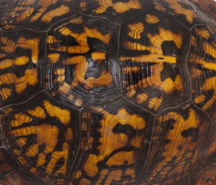 Gerahmter Druck : Ostlicher Box-Schildkröten, Schalenmuster. Gerahmter Druck : Ostlicher Box-Schildkröten, Schalenmuster.
