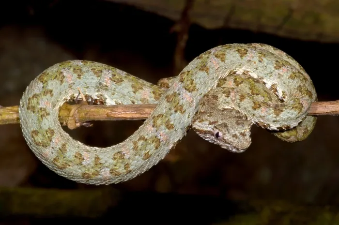Gerahmter Druck : Augeviper. Die Augenklammernatter (Bothriechis schlegelii) ist eine kleine
