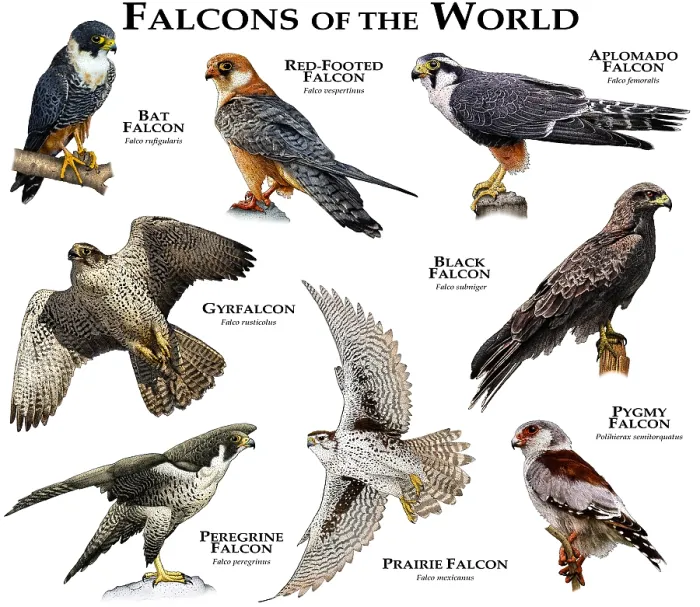 Gerahmter Druck : Falcons der Welt Gerahmter Druck : Falcons der Welt