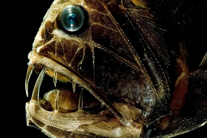Gerahmter Druck : Fangtooth. Der Fangzahn, Anoplogaster cornuta Gerahmter Druck : Fangtooth. Der Fangzahn, Anoplogaster cornuta