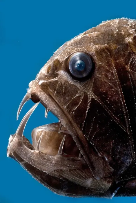 Gerahmter Druck : Fangtooth. Der Fangzahn, Anoplogaster cornuta Gerahmter Druck : Fangtooth. Der Fangzahn, Anoplogaster cornuta