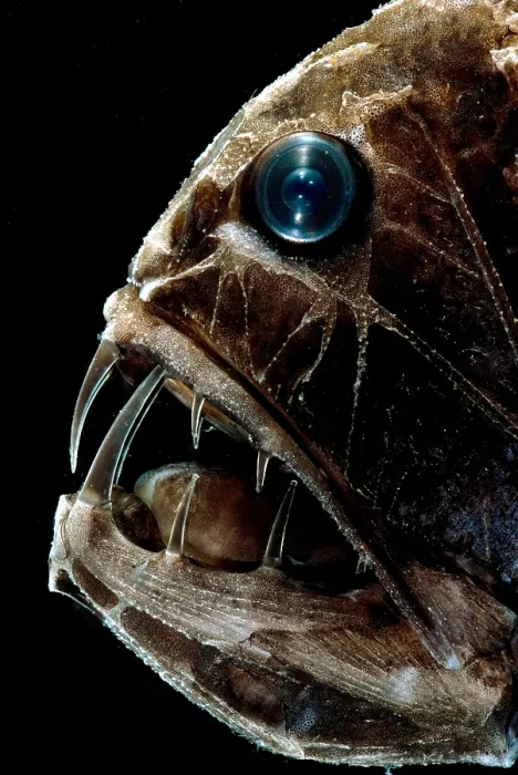 Gerahmter Druck : Fangtooth. Der Fangzahn, Anoplogaster cornuta Gerahmter Druck : Fangtooth. Der Fangzahn, Anoplogaster cornuta