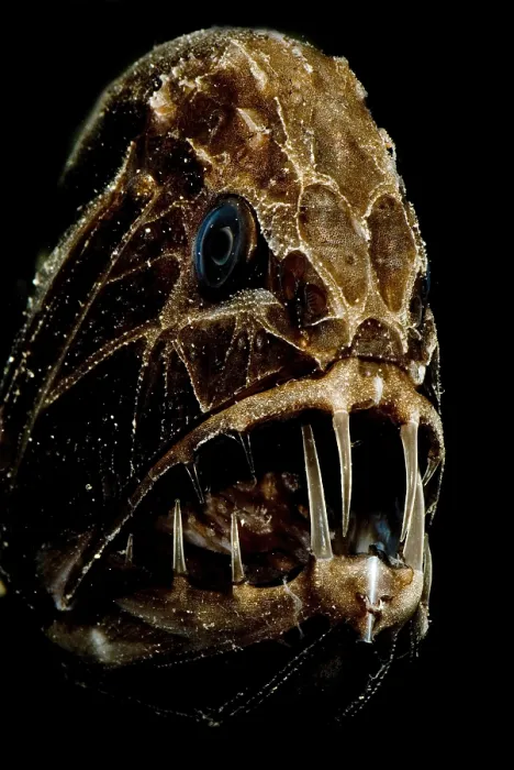 Gerahmter Druck : Fangtooth. Der Fangzahn, Anoplogaster cornuta Gerahmter Druck : Fangtooth. Der Fangzahn, Anoplogaster cornuta
