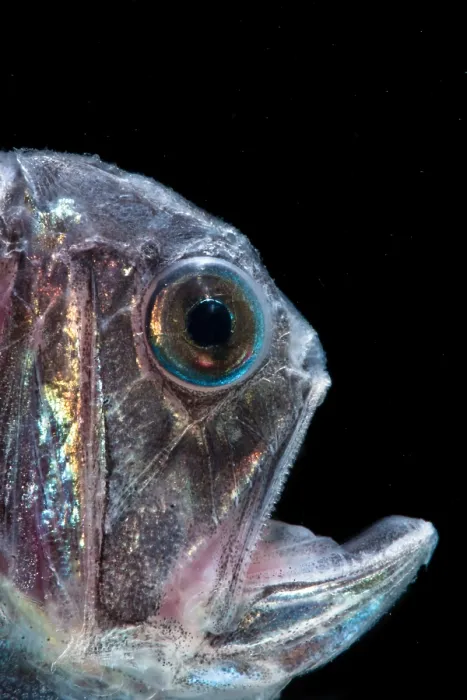 Gerahmter Druck : Fangzahnfisch (Anoplogaster cornuta) Gerahmter Druck : Fangzahnfisch (Anoplogaster cornuta)