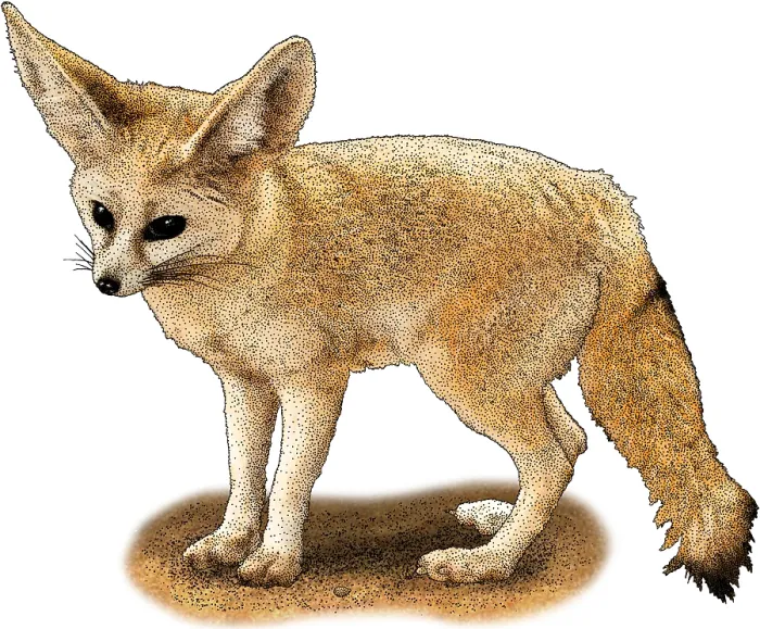 Gerahmter Druck : Fennefuchs Gerahmter Druck : Fennefuchs