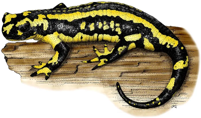Gerahmter Druck : Feuer-Salamander Gerahmter Druck : Feuer-Salamander