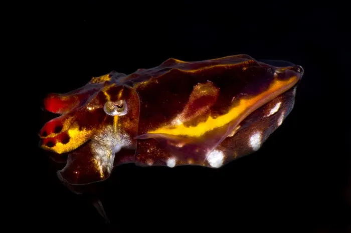 Gerahmter Druck : Flamboyante Tintenfisch Gerahmter Druck : Flamboyante Tintenfisch