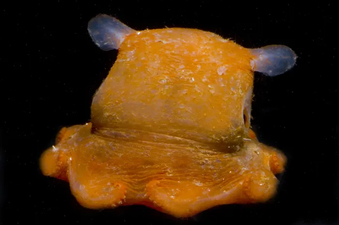 Gerahmter Druck : Flapjack-Oktopus Gerahmter Druck : Flapjack-Oktopus
