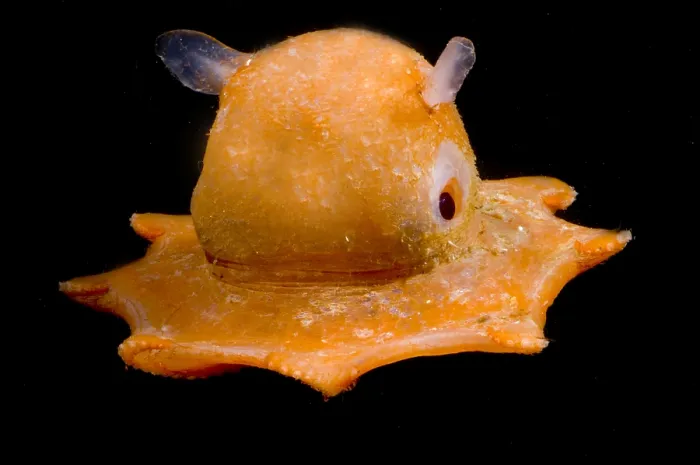 Gerahmter Druck : Flapjack-Oktopus Gerahmter Druck : Flapjack-Oktopus