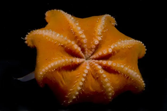 Gerahmter Druck : Flapjack-Oktopus Gerahmter Druck : Flapjack-Oktopus