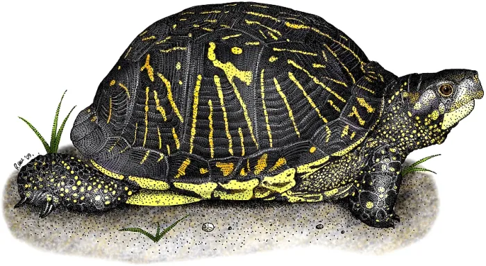 Gerahmter Druck : Florida-Box-Schildkröte Gerahmter Druck : Florida-Box-Schildkröte