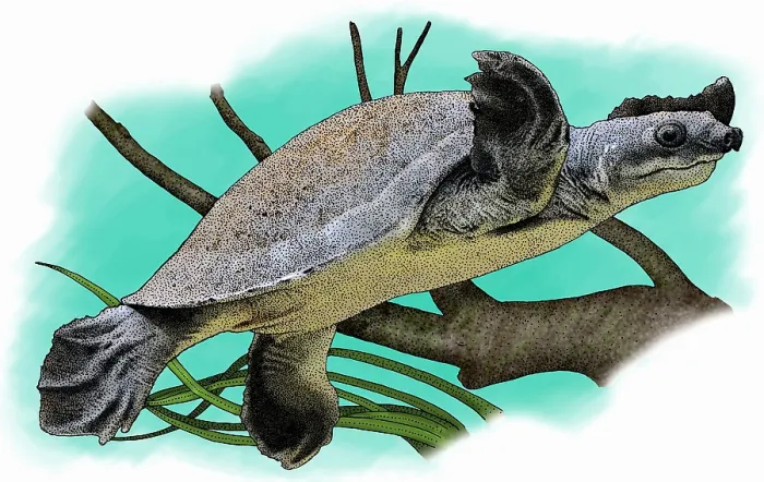 Gerahmter Druck : Fluss-Flug-Tortoise Gerahmter Druck : Fluss-Flug-Tortoise