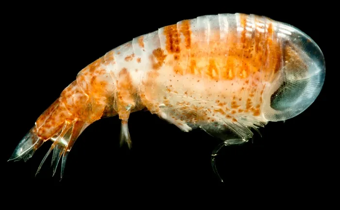 Gerahmter Druck : Gammariden-Amphipode Gerahmter Druck : Gammariden-Amphipode