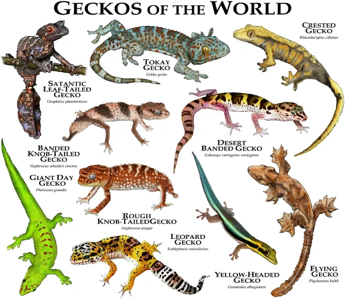 Gerahmter Druck : Geckos der Welt Gerahmter Druck : Geckos der Welt