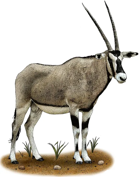 Gerahmter Druck : Gemsbok. Illustration einer Gemsbok (Oryx gazella) Gerahmter Druck : Gemsbok. Illustration einer Gemsbok (Oryx gazella)