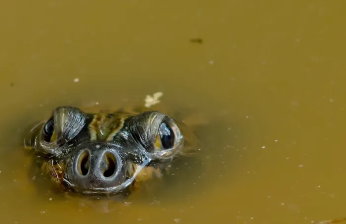Gerahmter Druck : Riesenschildkröte des Amazonas