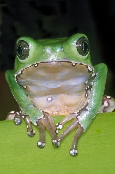 Gerahmter Druck : Riesengroßer Baumfrosch Gerahmter Druck : Riesengroßer Baumfrosch