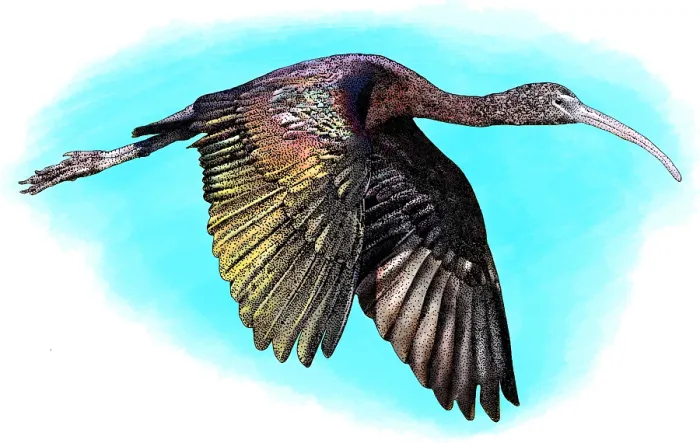 Gerahmter Druck : Glänzender Ibis Gerahmter Druck : Glänzender Ibis