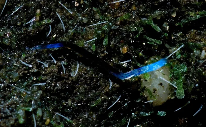 Gerahmter Druck : Glowworm. Eine Vielzahl von Weichtieren wird als Glühwurm bezeichnet Gerahmter Druck : Glowworm. Eine Vielzahl von Weichtieren wird als Glühwurm bezeichnet