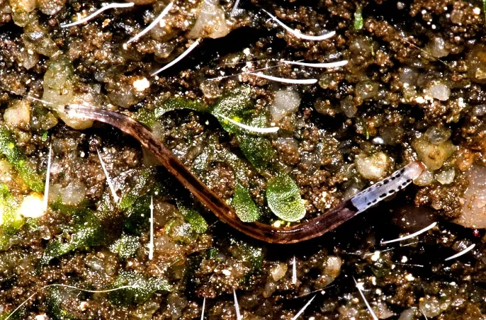 Gerahmter Druck : Glowworm. Eine Vielzahl von Weichtieren wird als Glühwürmchen bezeichnet