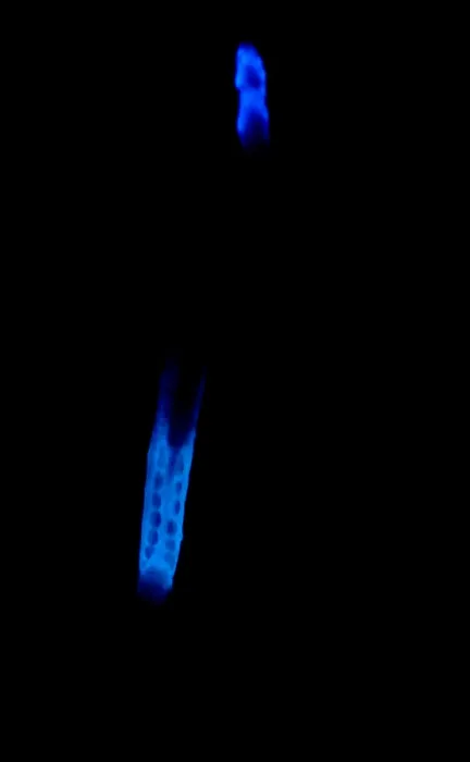 Gerahmter Druck : Glowworm. Eine Vielzahl von Wirbellosen wird als Glühwürmchen bezeichnet Gerahmter Druck : Glowworm. Eine Vielzahl von Wirbellosen wird als Glühwürmchen bezeichnet