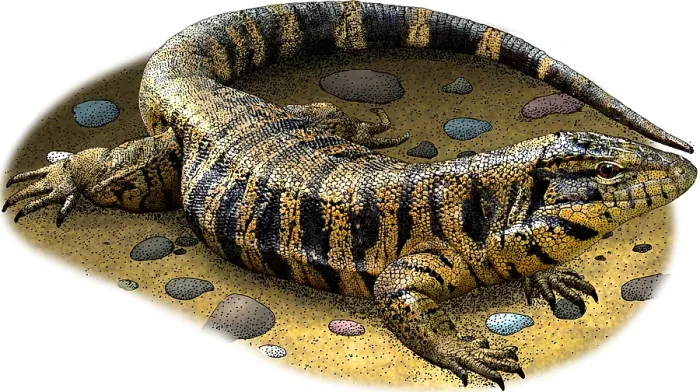 Gerahmter Druck : Goldener Tegu