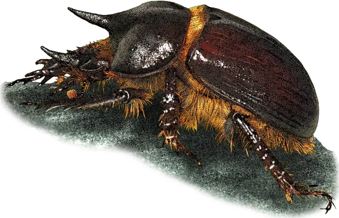 Gerahmter Druck : Felskäfer, Illustration. Gerahmter Druck : Felskäfer, Illustration.
