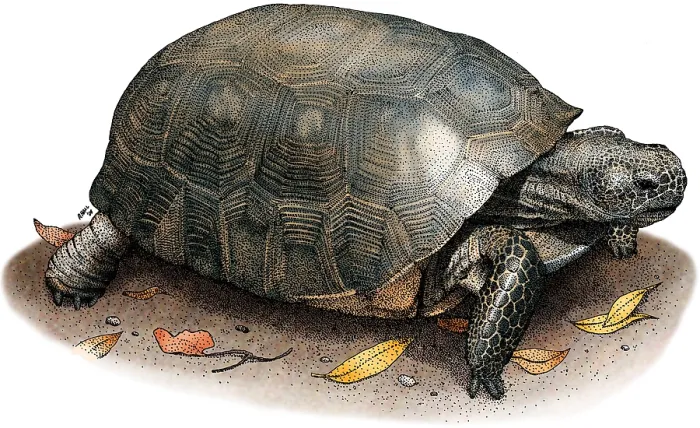 Gerahmter Druck : Gopher-Tortoise Gerahmter Druck : Gopher-Tortoise