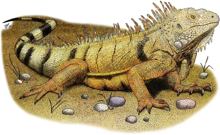 Gerahmter Druck : Grüner Leguan Gerahmter Druck : Grüner Leguan