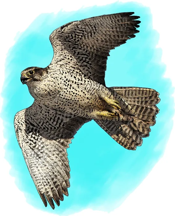 Gerahmter Druck : Gyrfalcon. Illustration einer Gyrfalke (Falco rusticolus)