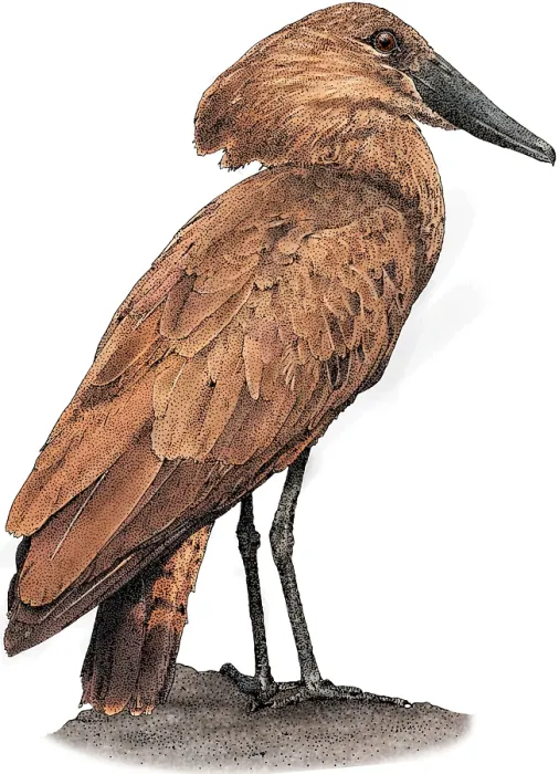 Gerahmter Druck : Hamerkop. Illustration eines Hamerkops (Scopus umbretta) Gerahmter Druck : Hamerkop. Illustration eines Hamerkops (Scopus umbretta)