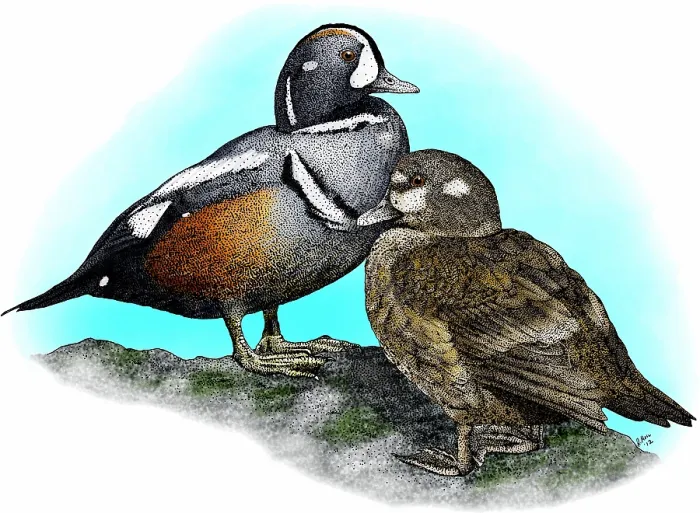 Gerahmter Druck : Harlekin-Enten Gerahmter Druck : Harlekin-Enten