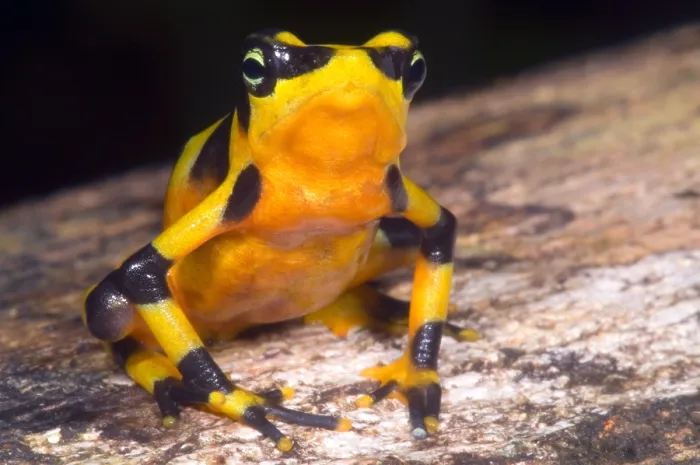 Gerahmter Druck : Harlekin-Frosch Gerahmter Druck : Harlekin-Frosch